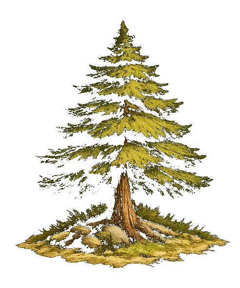 Central MA Tree Services